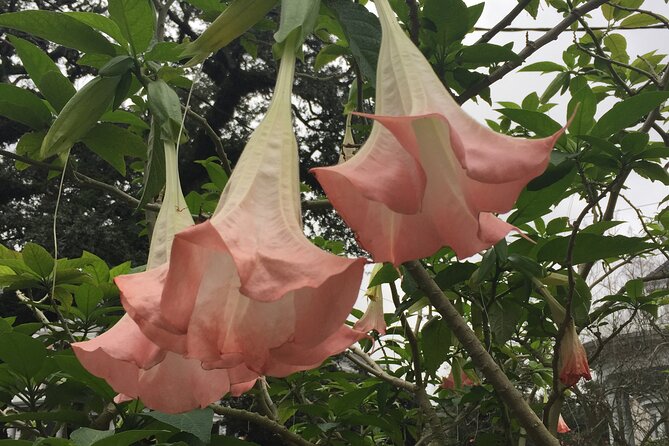 45-Minute Garden District Highlights Tour in New Orleans - Should You Book This 45-Minute Garden District Tour?