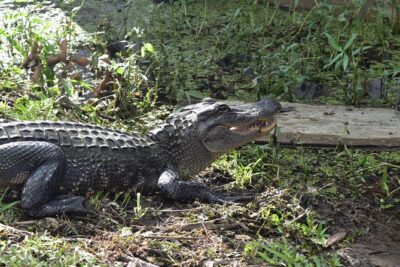 90-Minute Jean Lafitte Swamp and Bayou Tour with Transportation - Pickup, Parking, and the “Don’t Miss the Boat” Timing