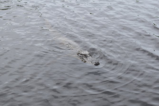 90-Minute Jean Lafitte Swamp and Bayou Tour with Transportation - The Animal Welfare Question: Keep Your Expectations Grounded