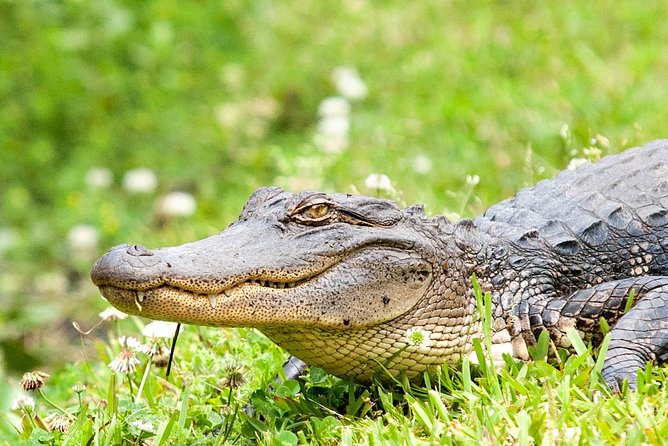 Airboat Ride with Transportation from New Orleans - From French Quarter to the Barataria wetlands, fast