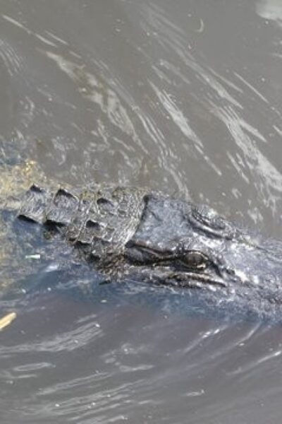Airboat Tour of Louisiana Swamps - The 4-Hour Rhythm: Pickup, Dock Time, and a Long Ride on the Water