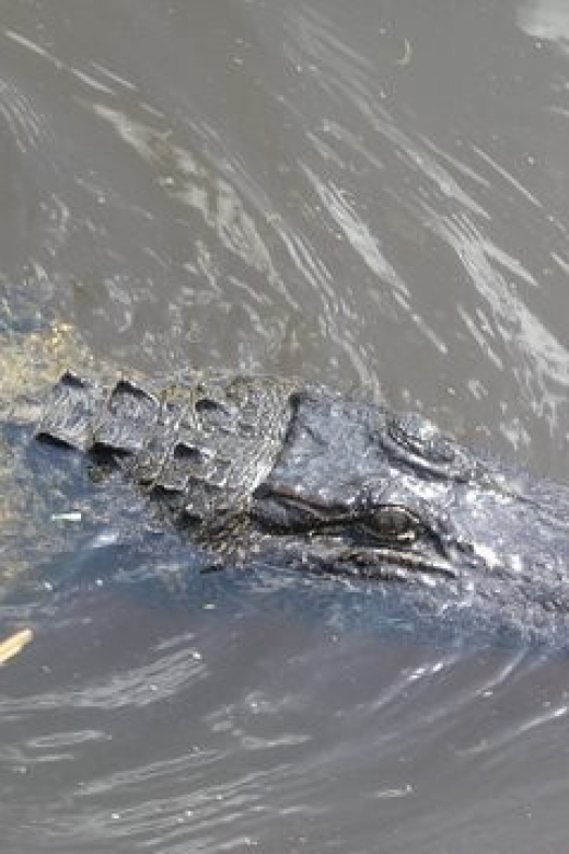 Airboat Tour of Louisiana Swamps - The 4-Hour Rhythm: Pickup, Dock Time, and a Long Ride on the Water
