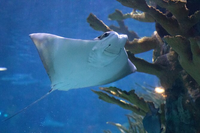 Audubon Aquarium and Insectarium Ticket - Key things I’d plan around