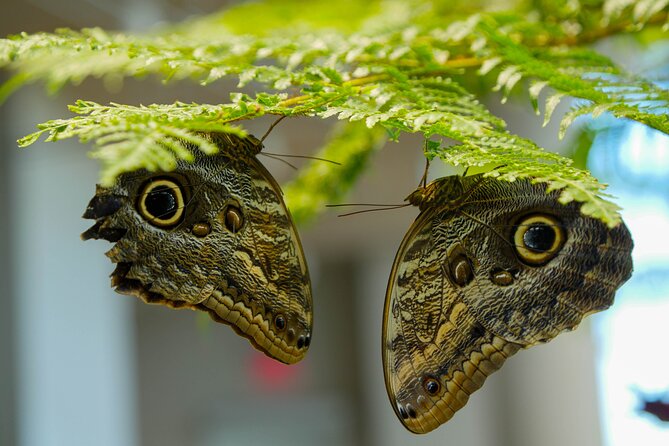Audubon Aquarium and Insectarium Ticket - Timing your visit: how to make 2–3 hours feel effortless