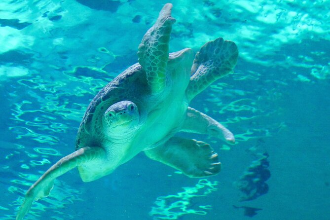 Audubon Aquarium and Insectarium Ticket - What to know about tickets: mobile entry, and my practical backup plan