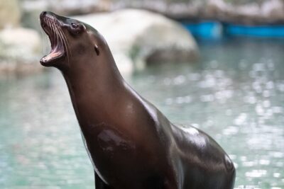 Audubon Zoo Ticket - Stop 1: African lion habitat and close-up viewing