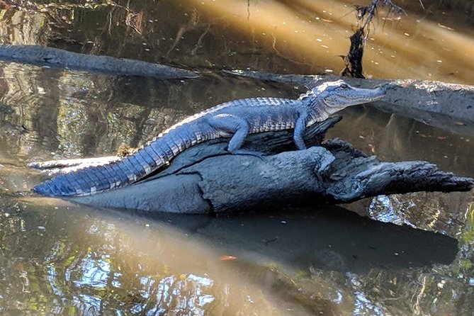 Destrehan Plantation and Large Airboat Tour from New Orleans - Transportation, timing, and the 8:15 am start