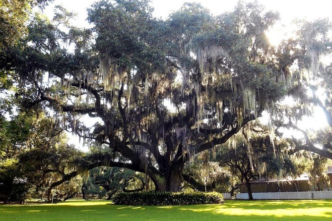 Destrehan Plantation and Swamp Tour from New Orleans - Who this tour is for (and who may want to adjust expectations)
