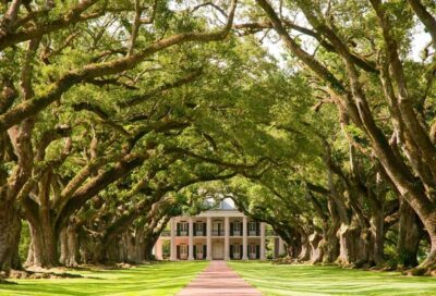 Explore Oak Alley Plantation Guided Tour with Transportation - First impressions at Oak Alley: the oak-lined arrival and Greek Revival house