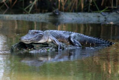 From Lafitte: Swamp Tours South of New Orleans by Airboat - Sugar and Flour: the albino alligators moment