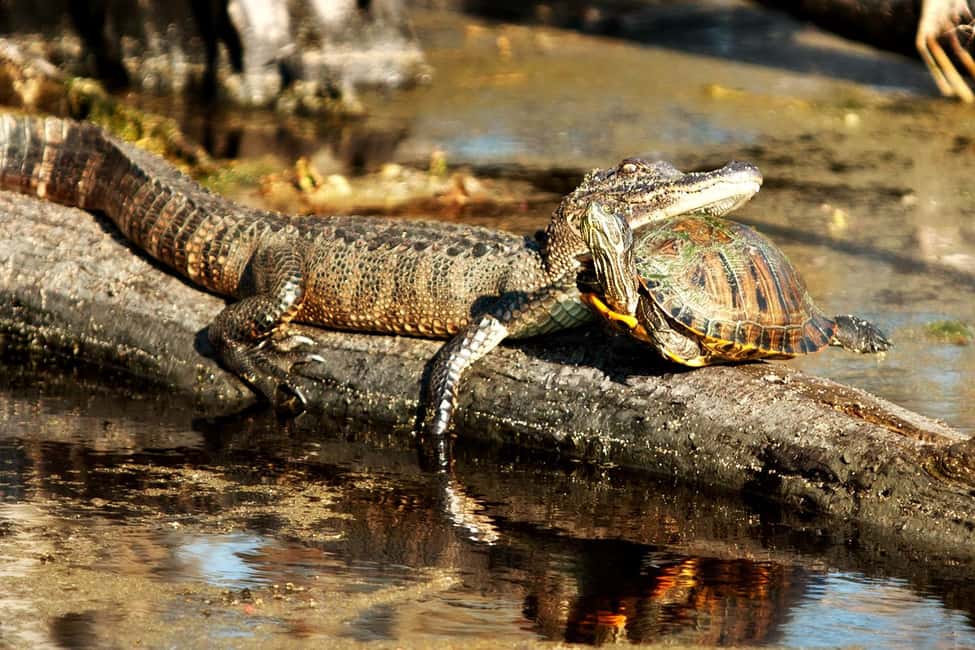 From New Orleans: Airboat Adventure Tour with Transportation - Key Highlights That Matter on This Airboat Ride