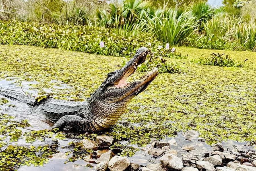 From New Orleans: Airboat Adventure Tour with Transportation - The 4-Hour Plan: From New Orleans to the Swamp and Back