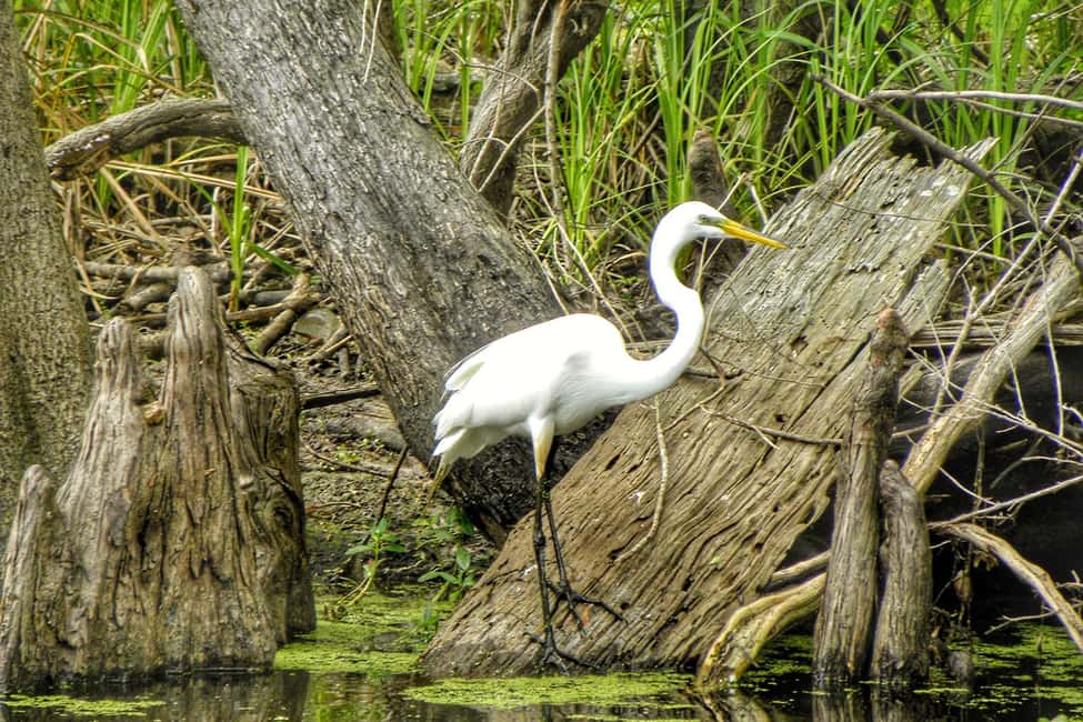 From New Orleans: Airboat Adventure Tour with Transportation - $90 Value: What You’re Actually Paying For