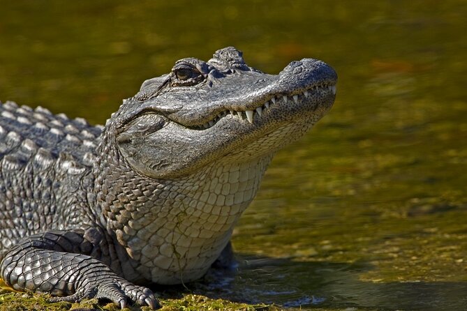 Full-Day Oak Alley Plantation & Airboat Swamp w/Transfer - Transfers, timing, and why the day can feel packed