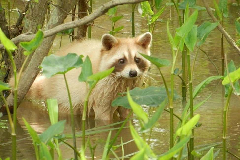 Honey Island Swamp and Bayou Boat Tour with Transportation - A Cajun village you reach only from the water