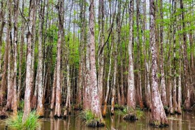 Honey Island Swamp and Bayou Boat Tour with Transportation - Honey Island Swamp: protected wetlands and serious wildlife spotting