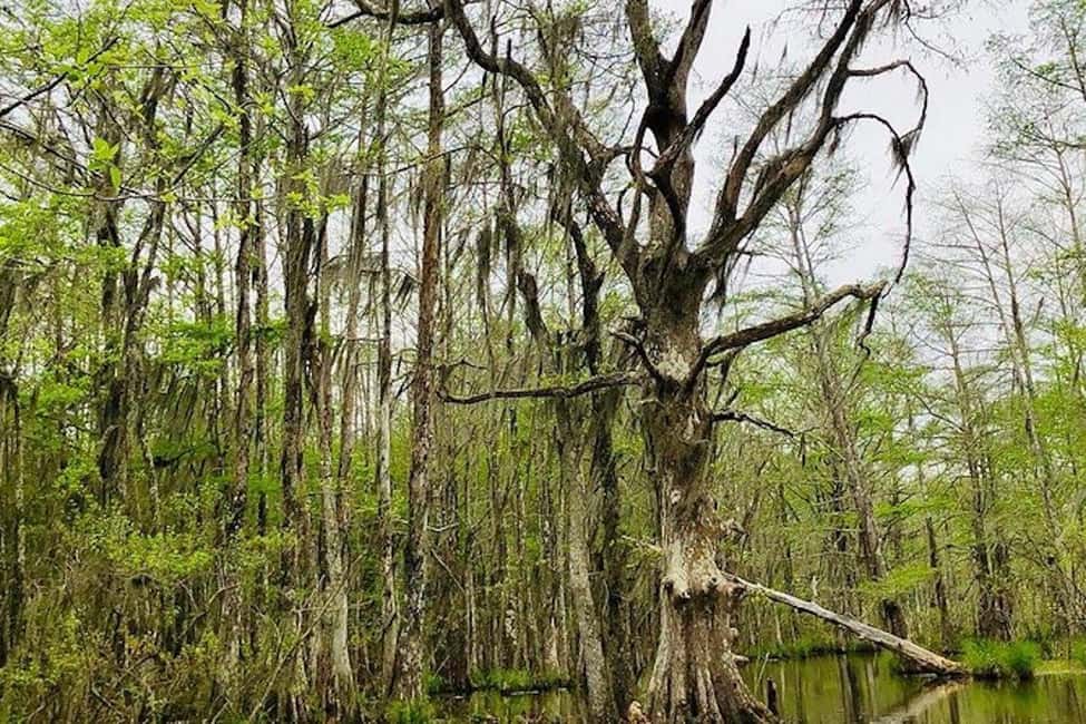 Honey Island Swamp and Bayou Boat Tour with Transportation - Who this tour fits best