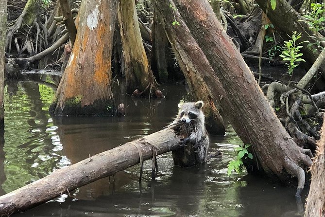 Honey Island Swamp Boat Tour with Transportation from New Orleans - The Scenic Ride on Lake Pontchartrain: What You Actually See