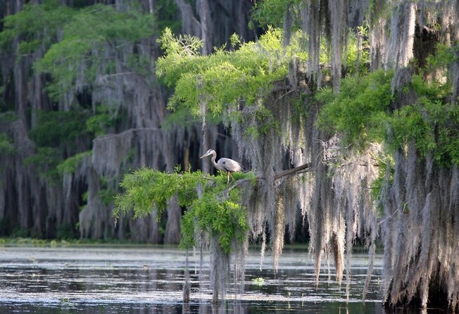 Honey Island Swamp Private Tour with Transport from New Orleans - Key Things That Make This Honey Island Swamp Private Tour Worth It