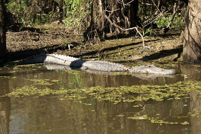 Honey Island Swamp Private Tour with Transport from New Orleans - Dr. Wagner’s Honey Island Swamp Tours: getting on the US Coast Guard–approved boat