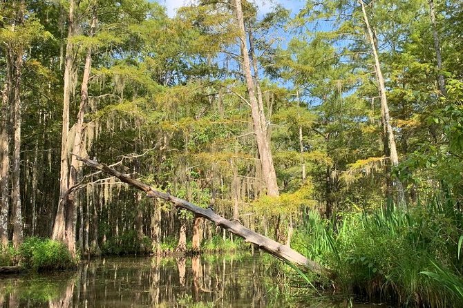 Honey Island Swamp Private Tour with Transport from New Orleans - Price and value: what $1,300 per group gets you