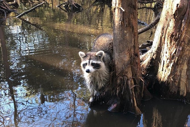 Honey Island Swamp Private Tour with Transport from New Orleans - Should you book this Honey Island Swamp private tour from New Orleans?