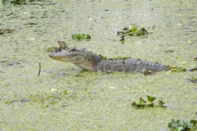 Jean Lafitte 90-Minute Swamp and Bayou Boat Tour - Getting to 6601 Leo Kerner Pkwy: voucher to boat without stress