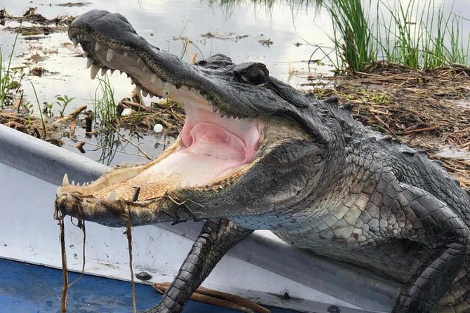 Large Airboat Swamp Tour with Transportation from New Orleans - Wildlife Viewing Reality Check: Gators, Birds, Turtles, and Season