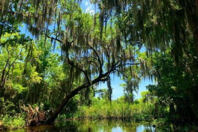 Large Airboat Swamp Tour with Transportation from New Orleans - Barataria Preserve Airboat Ride: The 454 Chevy Thrill (With Real Safety)