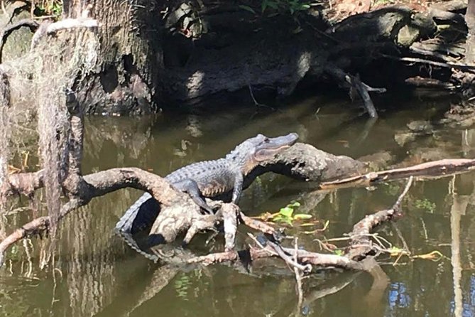 Large Airboat Swamp Tour with Transportation from New Orleans - Food and Comfort: What’s Included and What You’ll Need to Plan