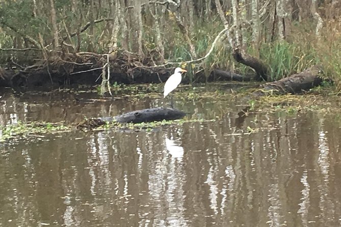 Laura Plantation and Airboat Tour Combo with Hotel Pickup - Bayou Segnette State Park Airboat: The Gator-Focused Part of the Day