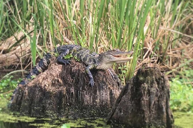 Manchac Swamp Extended 4-Hour Kayak Tour with Pickup - Weather and Timing: When This Tour Works Best