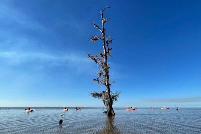 Manchac Swamp Extended 4-Hour Kayak Tour with Pickup - Wildlife Moments: What to Watch for Beyond the Big Stuff