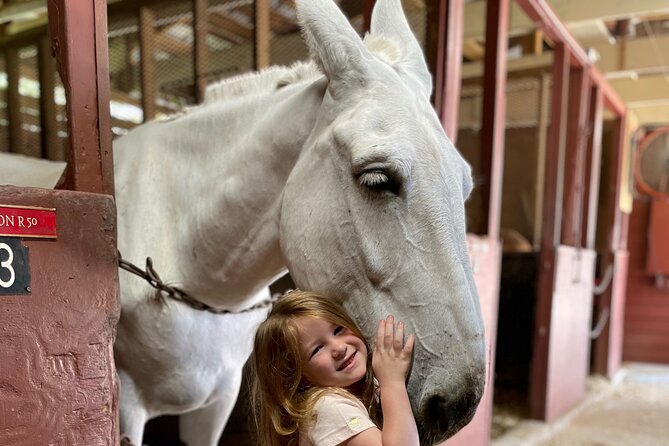 Mules in New Orleans Barn Tour - Key highlights you’ll feel right away