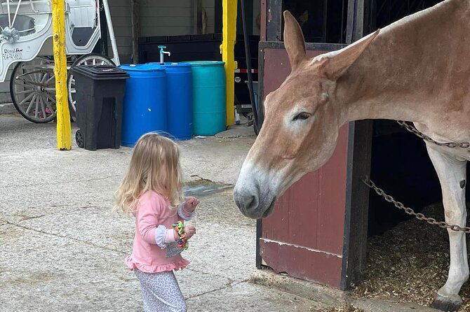 Mules in New Orleans Barn Tour - Faubourg Marigny: where legends are part of the street map