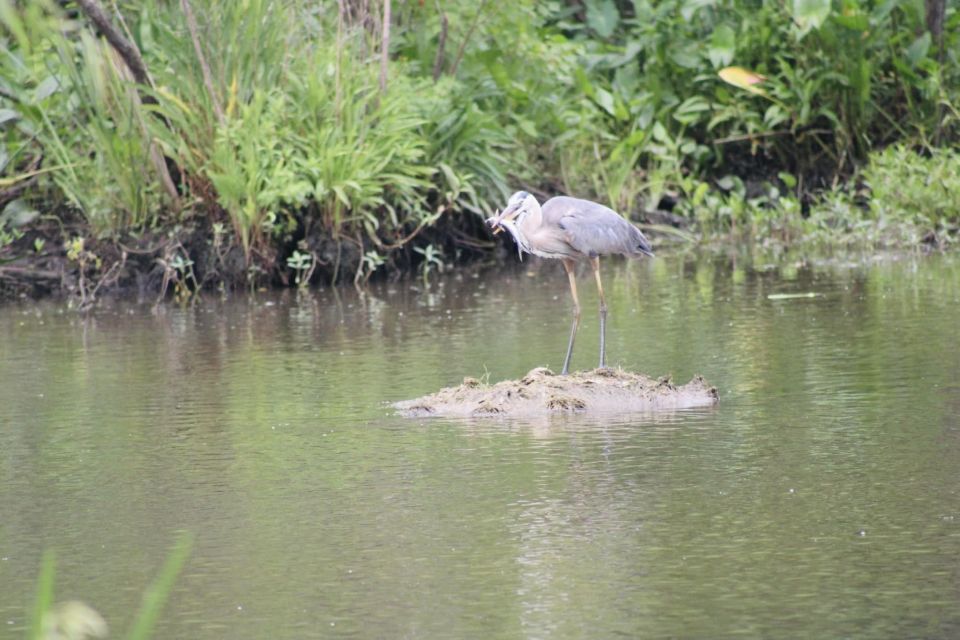 New Orleans: 10 Passenger Airboat Swamp Tour - What You’ll Spot: Alligators, Birds, and the Bayou’s Smaller Residents