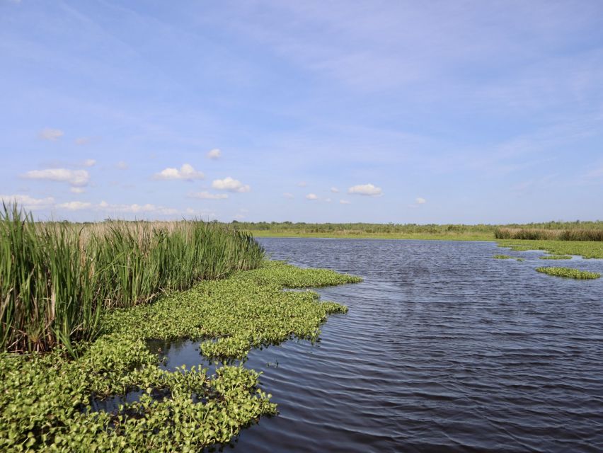 New Orleans: 10 Passenger Airboat Swamp Tour - The Trees Are the Main Character: Cypress, Live Oak, and Spanish Moss