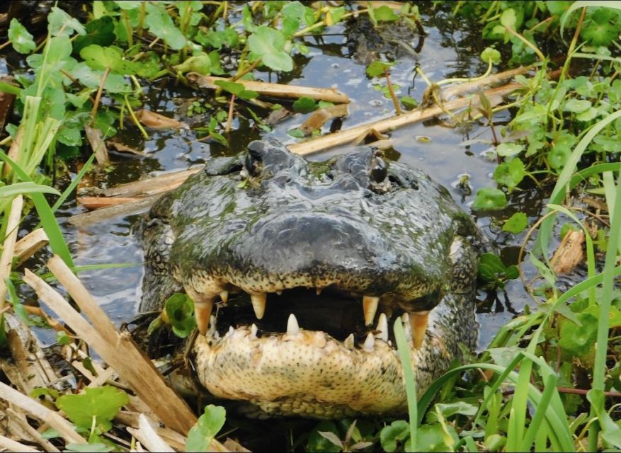New Orleans: 10 Passenger Airboat Swamp Tour - Getting Off the Main Road: Private Property and Shallow-Water Magic