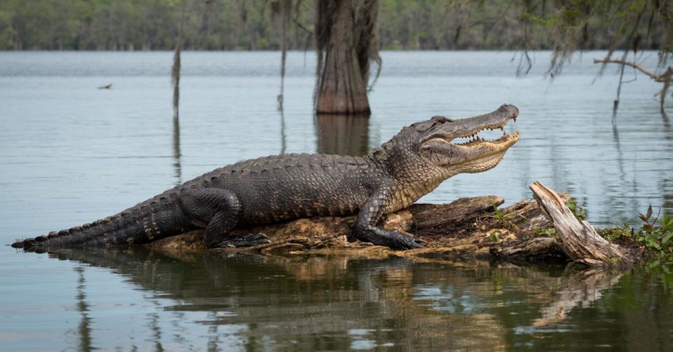 New Orleans: 16 Passenger Airboat Swamp Tour - Airboat Swamps 30 Minutes from New Orleans
