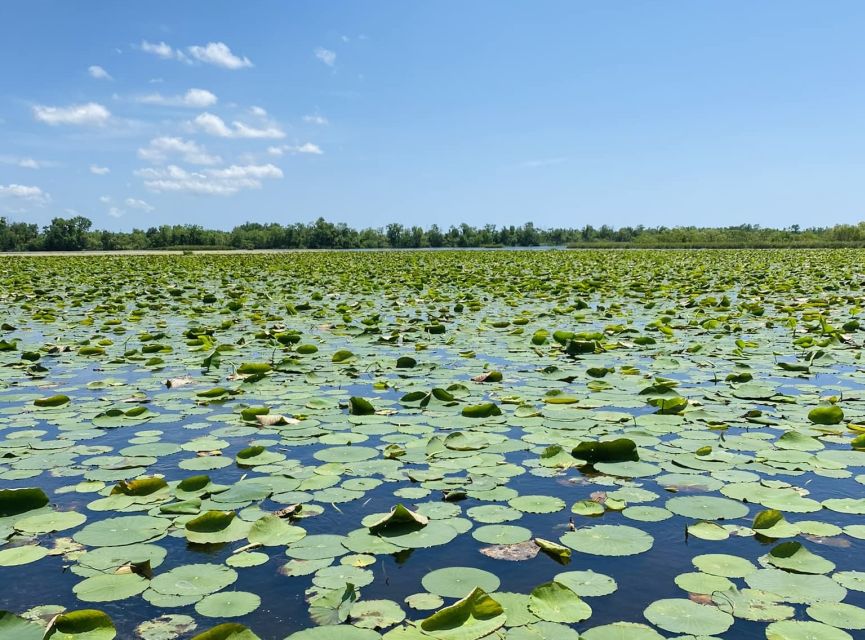 New Orleans: 16 Passenger Airboat Swamp Tour - Your Guide Matters: Josh and Brandon’s Bayou Storytelling