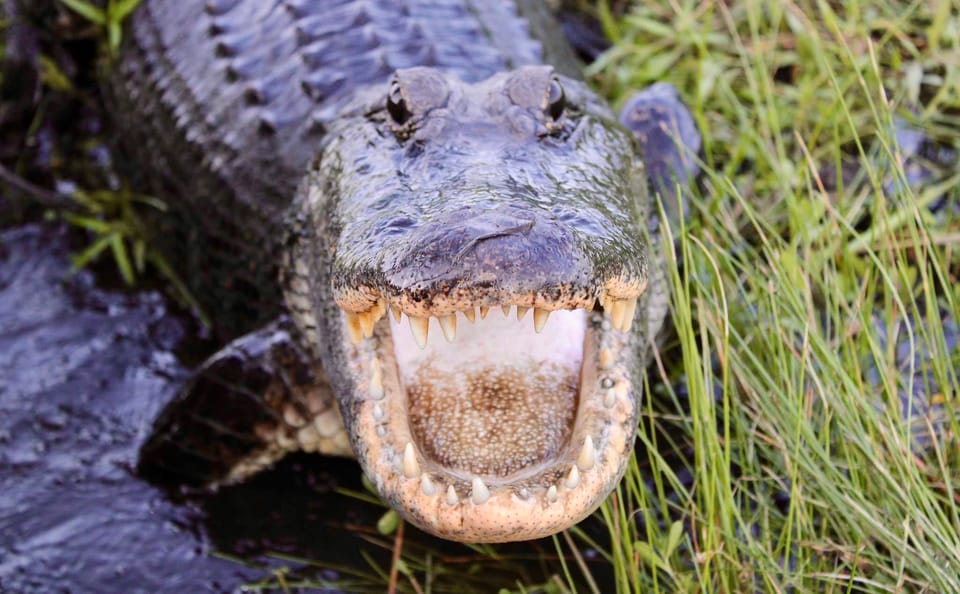 New Orleans: 6 Passenger Premium Airboat Swamp Tour - The Private-Property Route and the Real Value of Exclusivity
