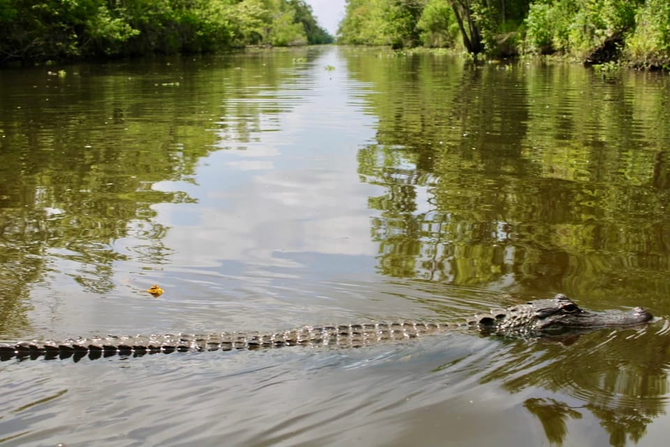 New Orleans: 6 Passenger Premium Airboat Swamp Tour - How the 90 Minutes Usually Unfold Onboard