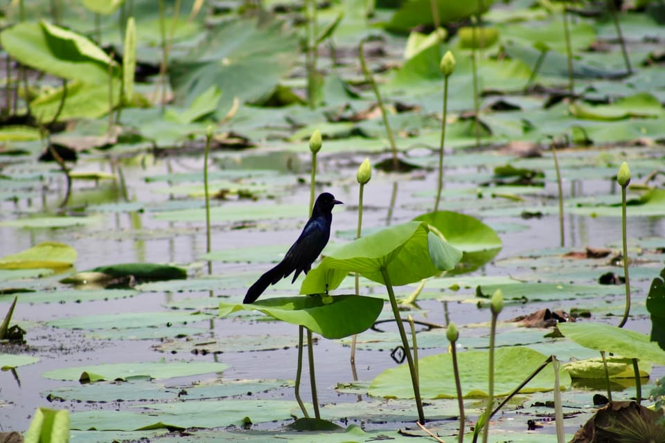 New Orleans: 6 Passenger Premium Airboat Swamp Tour - Price and Value: Is $95 Worth It?