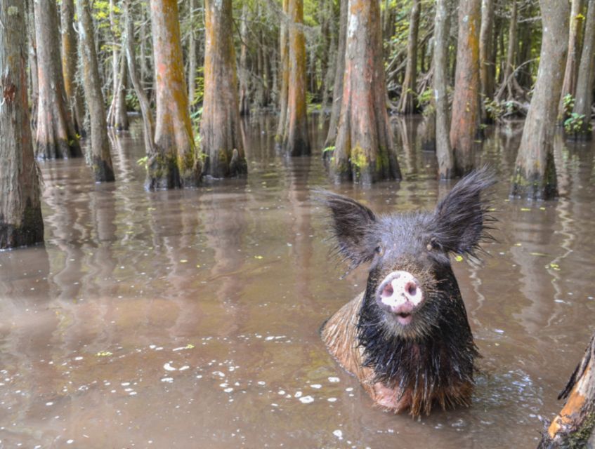 New Orleans: Airboat or Pontoon Boat Cruise with Transfers - The 90-minute cruise: how the time on the water usually works