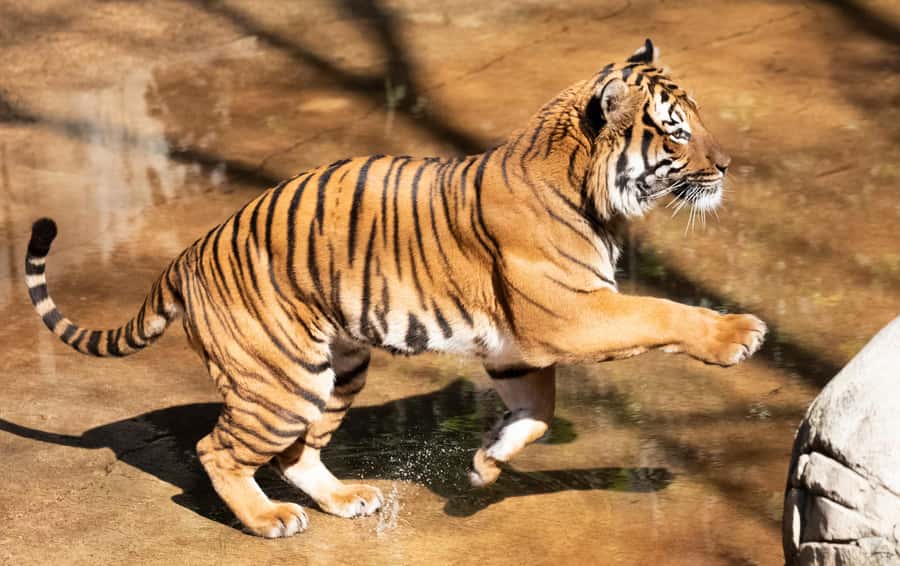New Orleans: Audubon Zoo Ticket and Combination Option - Putting it together: a simple way to plan your day
