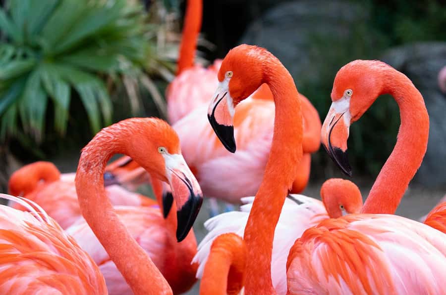 New Orleans: Audubon Zoo Ticket and Combination Option - Louisiana Swamp Exhibit: the urban swamp that changes your expectations