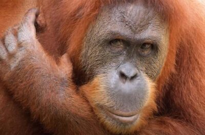 New Orleans: Audubon Zoo Ticket and Combination Option - First impressions on 50+ acres: shade, pace, and comfort