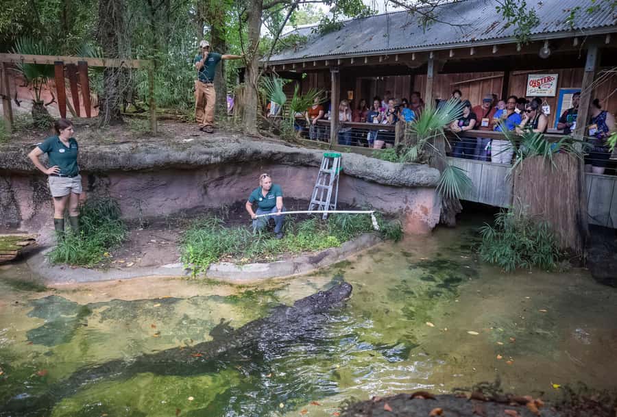 New Orleans: Audubon Zoo Ticket and Combination Option - Jaguar Jungle and Criaturas de la Noche: Central America in one zone