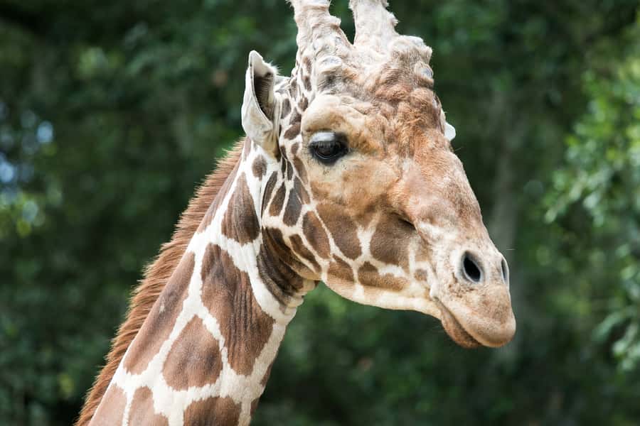 New Orleans: Audubon Zoo Ticket and Combination Option - Lions, orangutans, cranes, and leopards: how to catch the big names