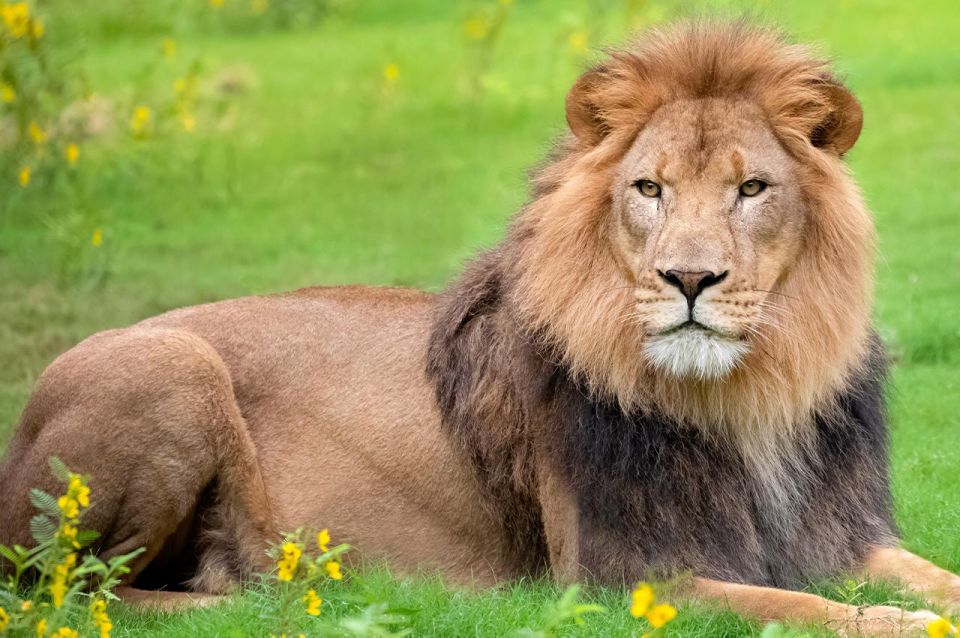 New Orleans: Audubon Zoo Ticket and Combination Option - Add-on upgrade: Aquarium and Insectarium give you weather-proof variety
